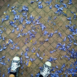 primavera-buenos-aires
