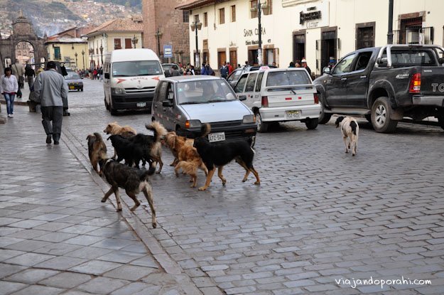 perros-cusco-peru-aniko-villalba-1-2 perros-cusco-peru-aniko-villalba-1-2