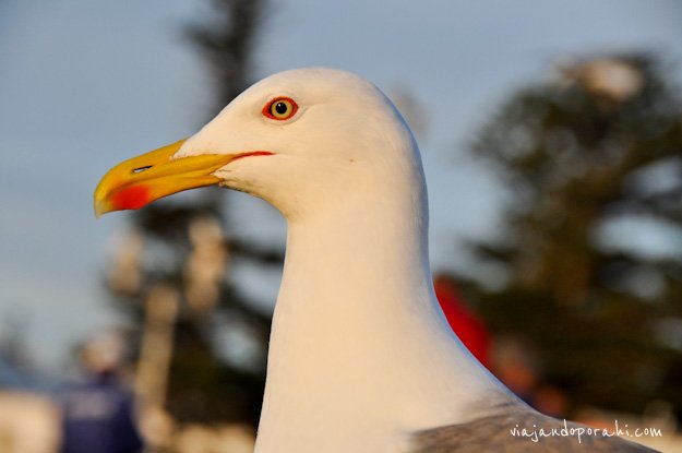 ser-gaviota-aniko-villalba-2 ser-gaviota-aniko-villalba-2