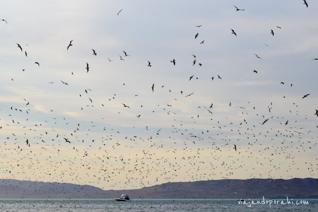 ser-gaviota-aniko-villalba-8 ser-gaviota-aniko-villalba-8