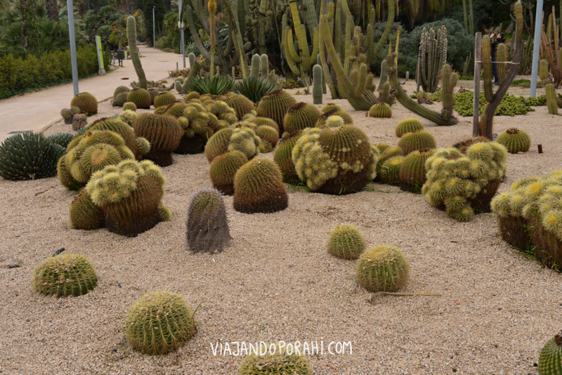 Uno de mis lugares preferidos: el jardín de los cactus de Mossèn Costa i Llobera, en Montjuic